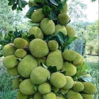 Cây 🌲 Mít tố nữ.... siêu trái