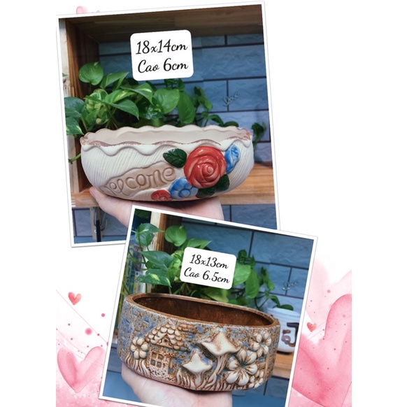 Chậu sứ Oval trồng cây cảnh, bonsai