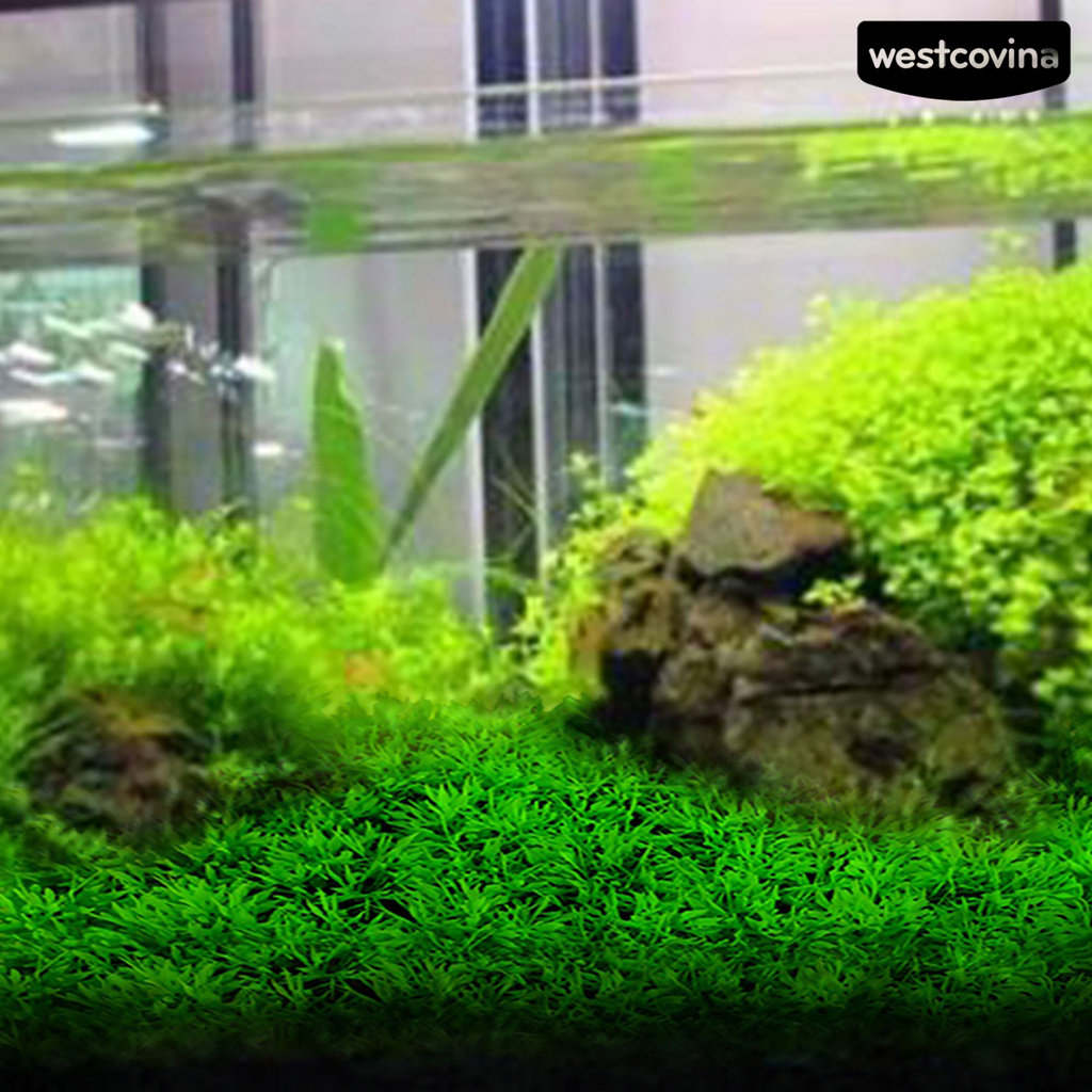 Cây Cỏ Nhựa Trang Trí Bể Cá Dễ Sử Dụng