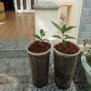 cây lý giống