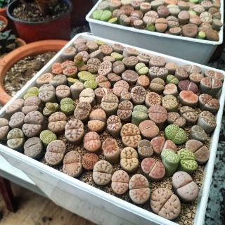 Sen Mông ( Thạch Lan) ~1cm