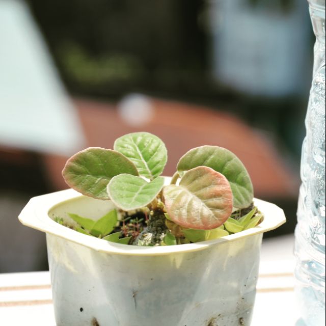 CÂY HOA MẶT TRỜI  - DORSTENIA FOETIDA