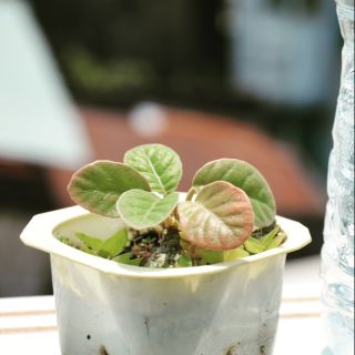 CÂY HOA MẶT TRỜI  - DORSTENIA FOETIDA