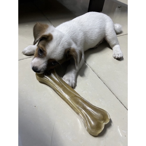 Xương da cho chó gặm đồ ăn cho chó thích hợp cho chó ngứa răng sạch răng chó xương da cho chó gặm giải