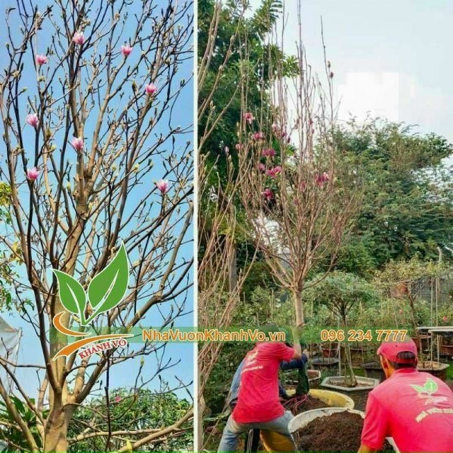 Bán Hoa Mộc Lan Siêu Nụ