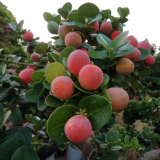 Cây si rô nặng 1kg