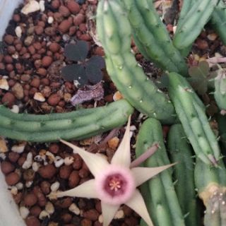 Sao biển Huernia procumbens