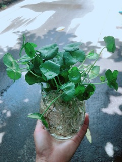 Chậu Cỏ Đồng Tiền Thuỷ Sinh