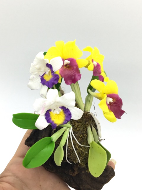 Hoa phong lan mini đất sét Thái