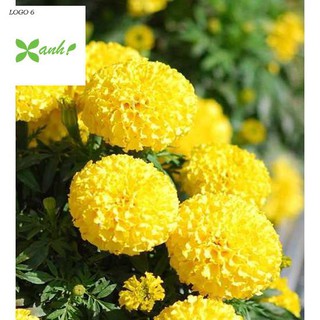 Hạt giống hoa Vạn thọ mỹ mix (50 hạt)