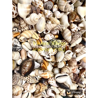 Vỏ ốc mix 100gr