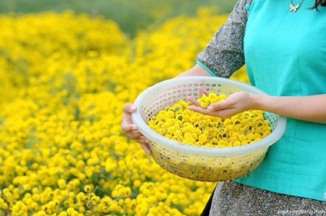 100g Trà hoa cúc chi hương cúc tiến vua , cúc sấy điện- cúc hoa tửu nghĩa trai văn lâm