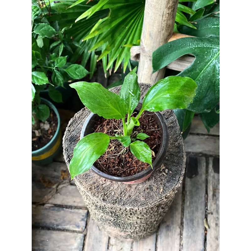 Cây giống Spathiphyllum wallisii Peace Lily (Lan Ý, Huệ Hoà Bình) chậu nhựa 8cm