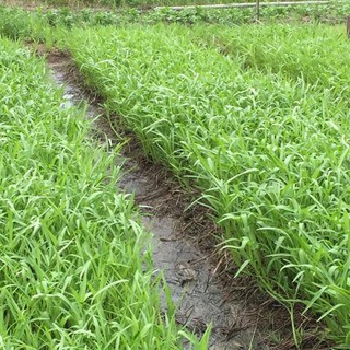 50gr hạt giống rau muống lá tre