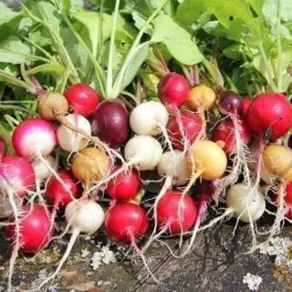 CỦ CẢI CHERRY ĐỎ,TRẮNG ( ĐỦ MÀU ) - củ to, giòn ngọt