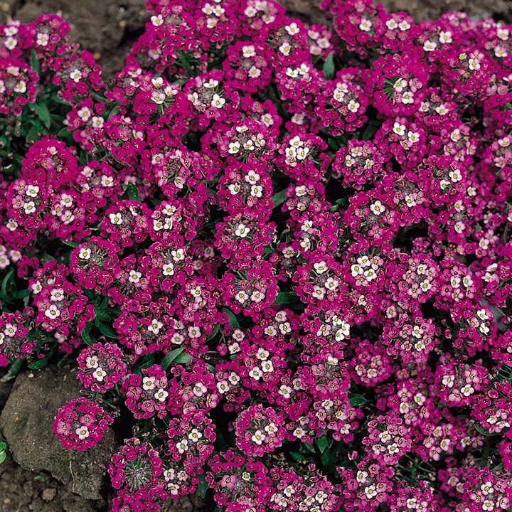 100h Hạt Giống Hoa Ngàn Sao Baby - Violet Queen (Lobularia maritima)