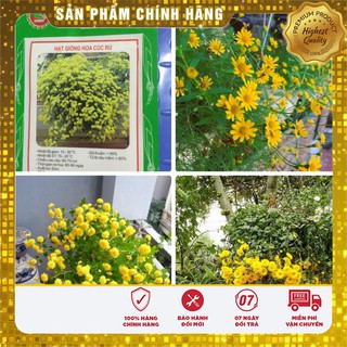 Hạt giống hoa cúc rủ LUCKY SEEDS