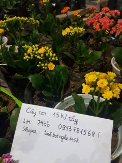 Bỏng thái kép