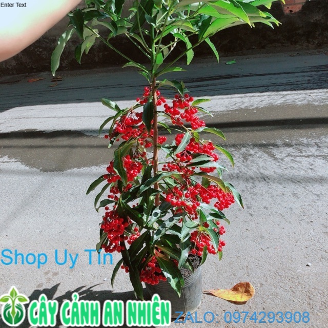 Cây Kim Ngân Lượng Cao 60-80cm