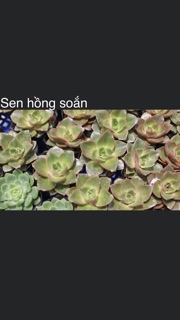 Sen đá nhỏ 3-5cm