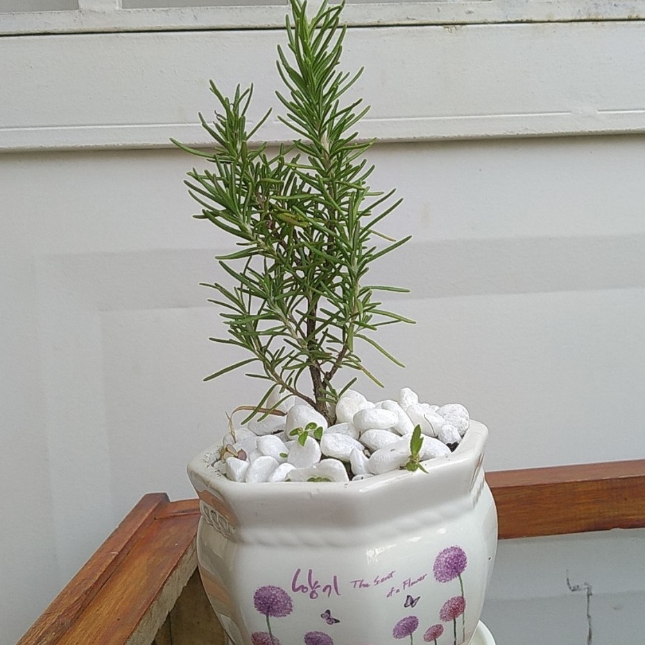 Cây Hương Thảo mini Rosemary cao từ 15cm - 28cm