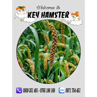 Kê chùm - dày lông, mượt lông hamster.