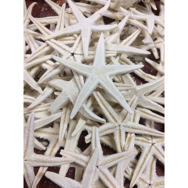 100g sao biển