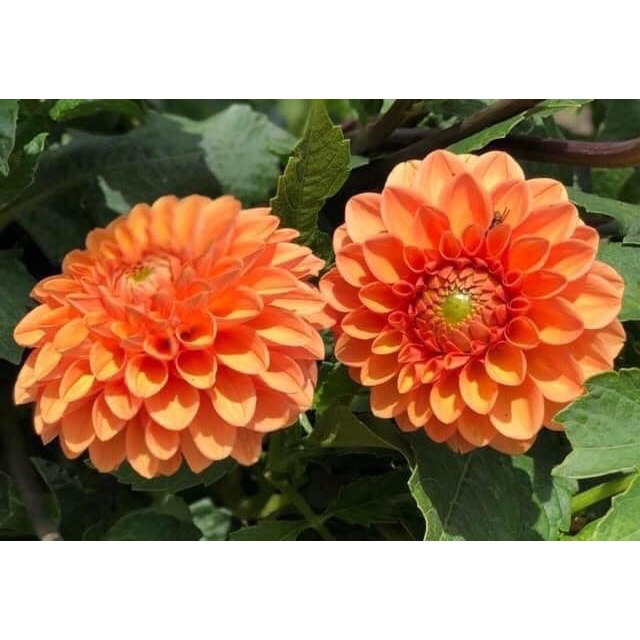 50 Hạt Hoa Thược Dược Lùn này mầm 100%