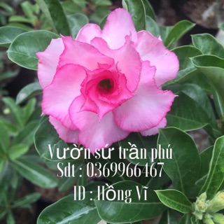 Hoa Sứ Hồng Vĩ