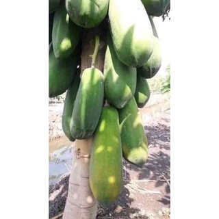 Hạt giống đu đủ punket thái lan 10 hạt