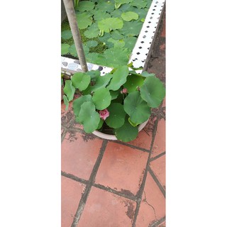 Củ sen mini hồng siêu nụ - Supper mini pink lotus