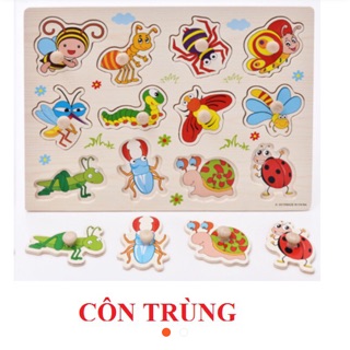 Bảng núm gỗ các loại côn trùng