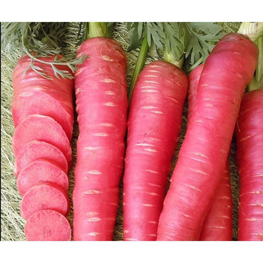 Hạt giống Củ cà rốt đỏ