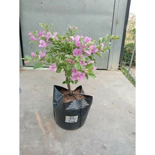 Cây 🌲 Giấy Cẩm Thach tím Hoa Cà