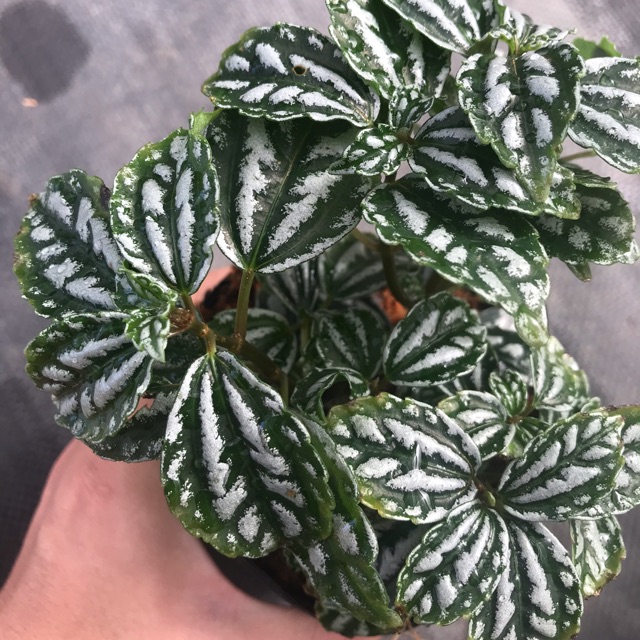 Chậu cứng lá sọc dưa - Pilea cadierei