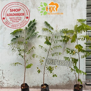 combo 5 cây cẩm lai cây giống