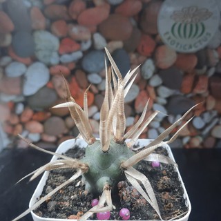 Xương rồng gai giấy - Tephrocactus  articulatus var. papyracanthus (4.1cm - 4.5cm) (Vườn xương rồng EXOTICACTUS)