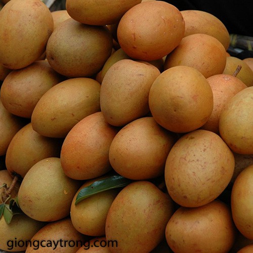 Hạt giống hồng xiêm thuần cao sản