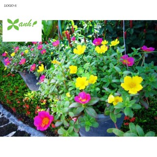 Gói 200 Hạt Hoa Mười Giờ Cánh Đơn Cực Hiếm