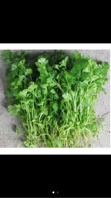 Hạt giống mùi chịu nhiệt- gói 50gr