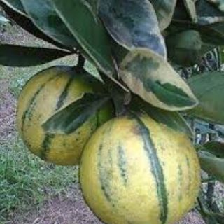 Giống Ổi Cẩm Thạch
