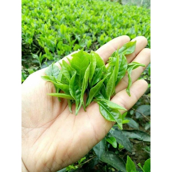 Trà hữu cơ  100% organic Mã (Tra 04) loại Hảo Hạng frreship với đơn hàng đầu. hương vị tự nhiên khác biệt | BigBuy360 - bigbuy360.vn