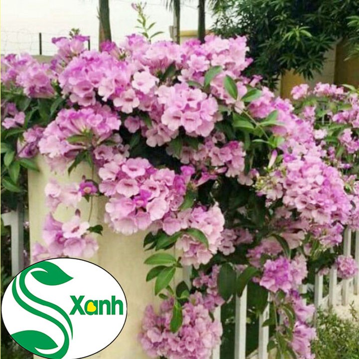 Cây Lan Tỏi Leo