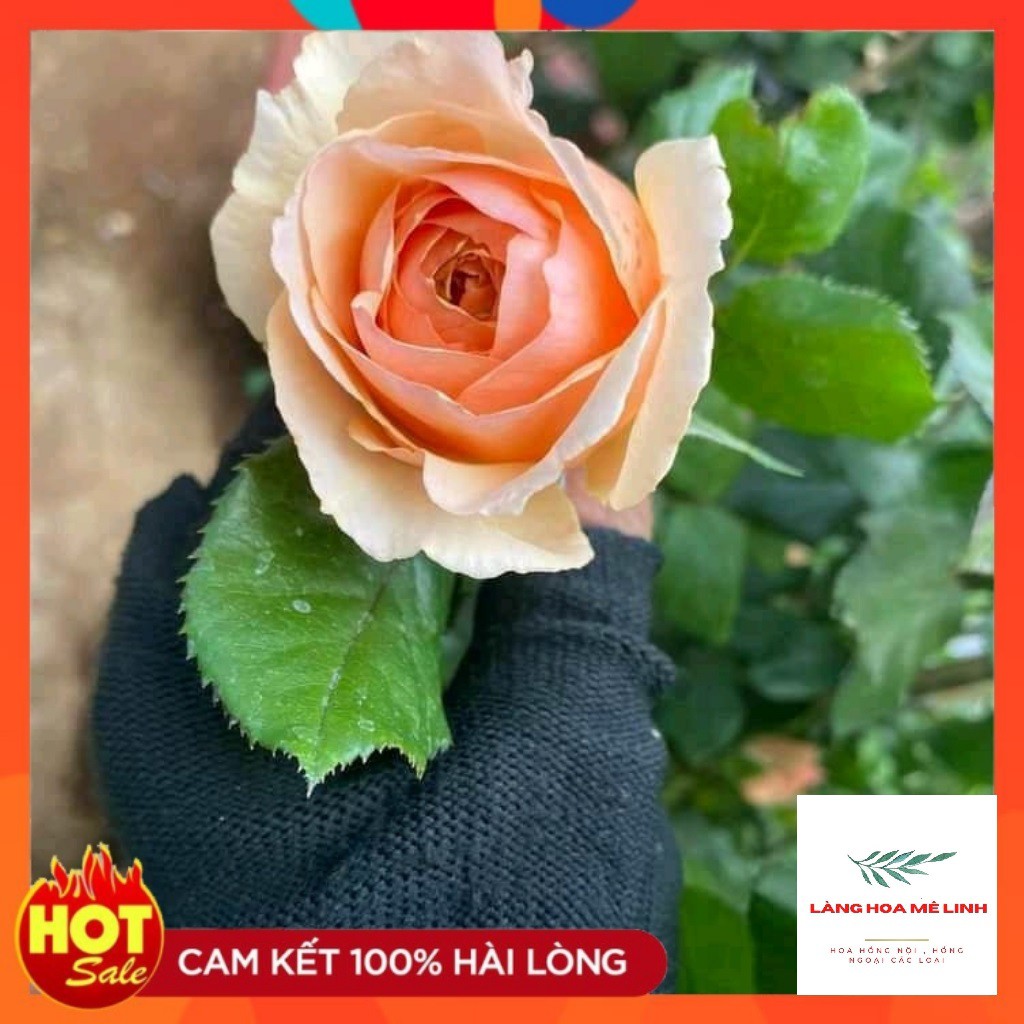 Hoa hồng ngoại Masora rose[💟ĐẸP NHẤT - HOT  NHẤT💟] 💟màu vàng mộng mơ , mùi hương hoa quả 💟.