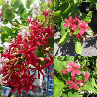 Cây Sử Quân Tử