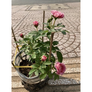 Hồng Tezza hồng