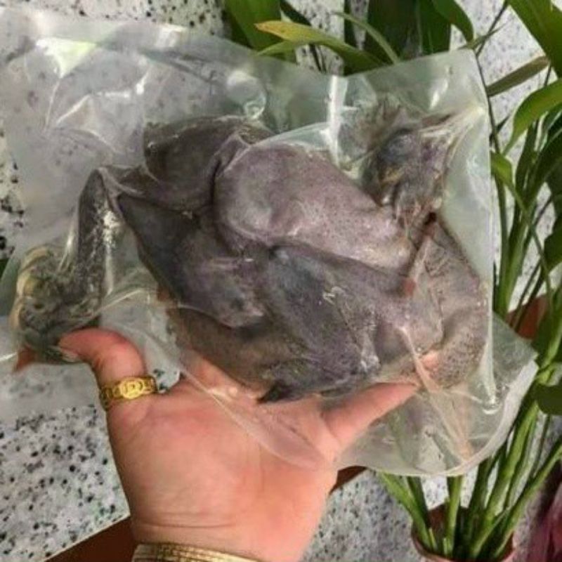 Gà ác ôm trứng non con 500gr tới 700g 99