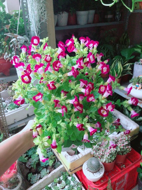 Chậu Hoa Ban Sê Hồng Đậm