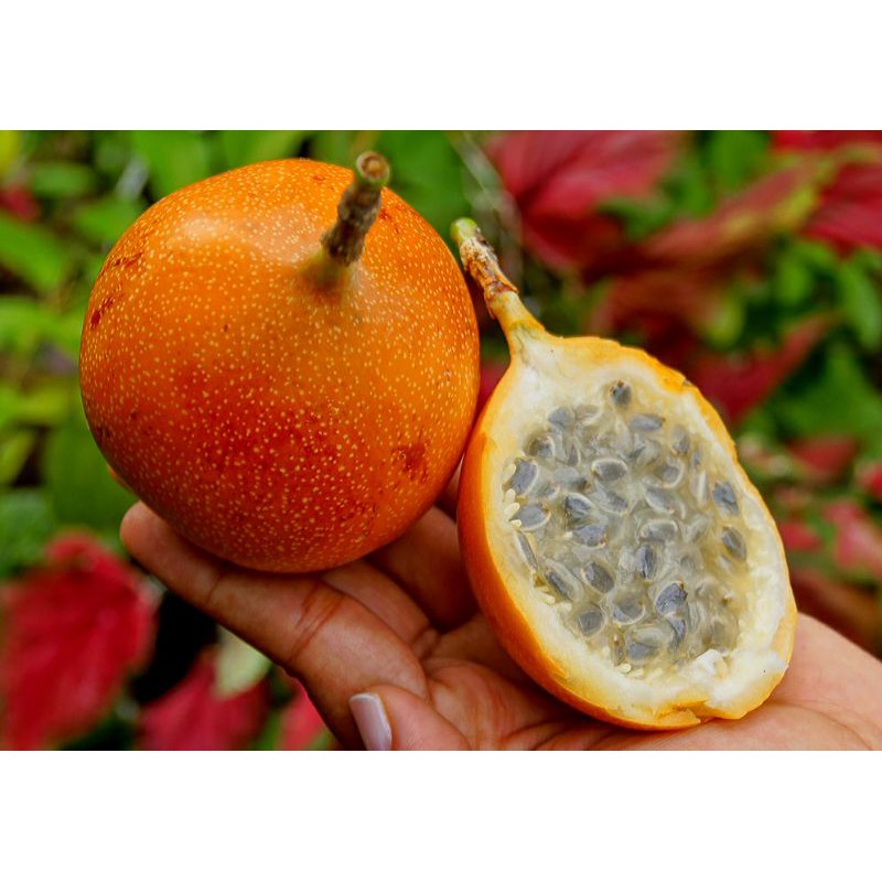 Chanh dây colombia trái vàng.