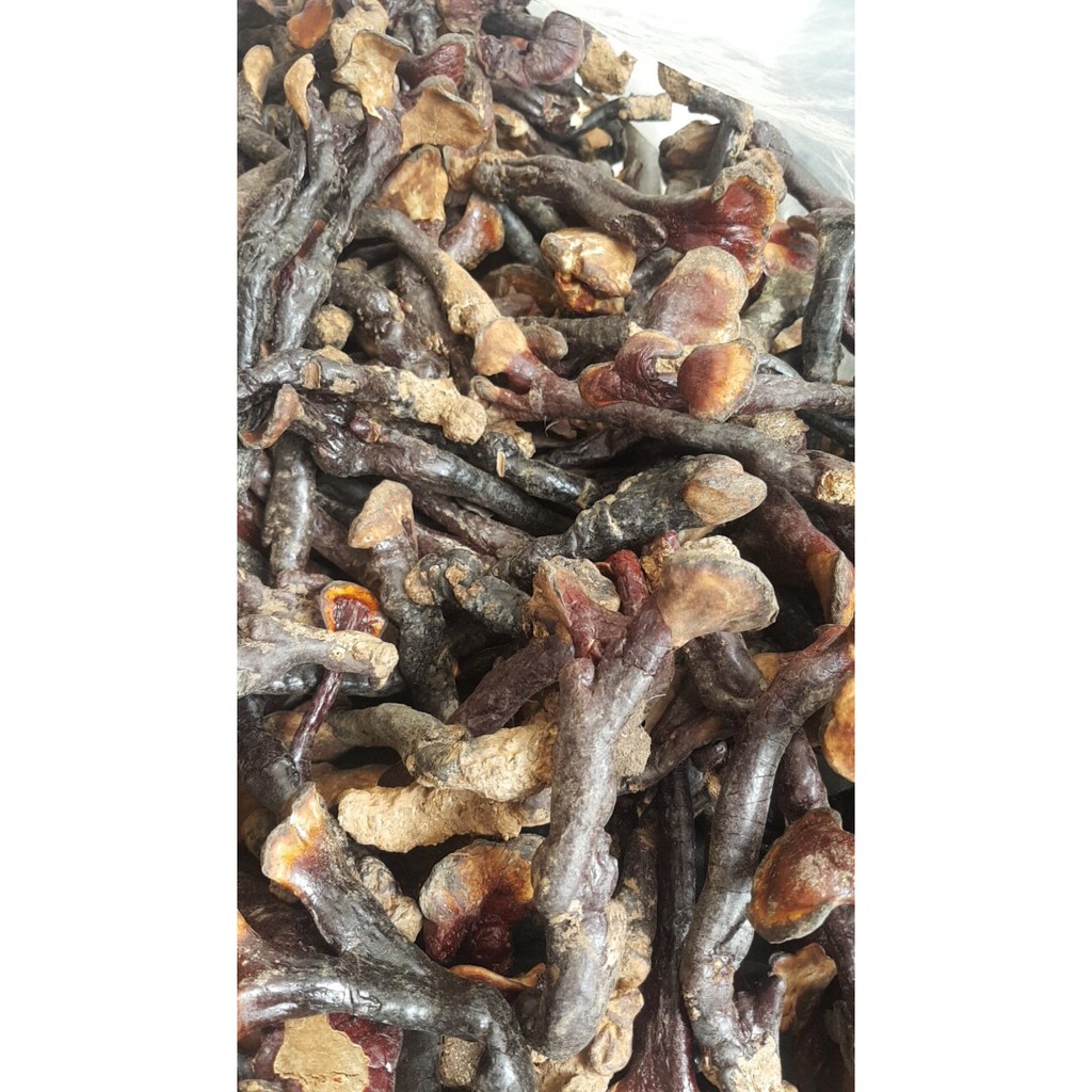 Nấm Lim rừng Quảng Nam